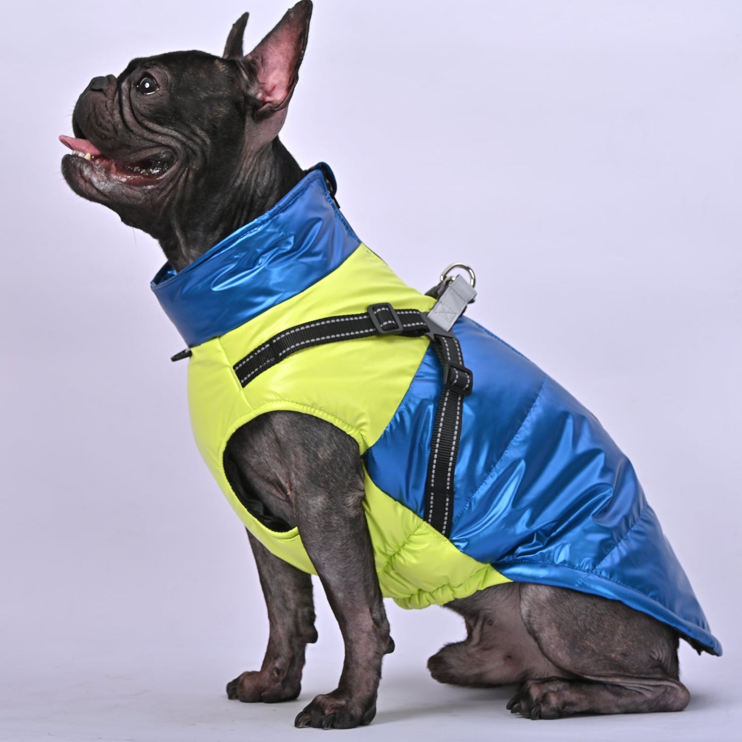 LumoPaws-Frenchie-Reflective-Jacket-www.frenchie.us