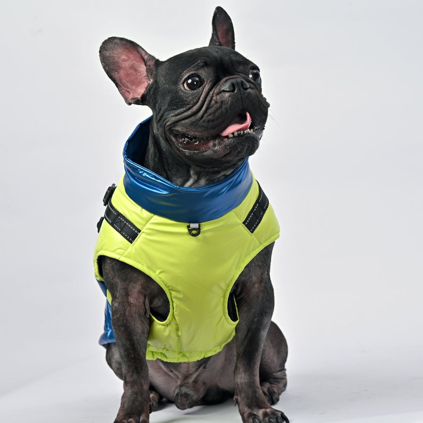 LumoPaws-Frenchie-Reflective-Jacket-www.frenchie.us