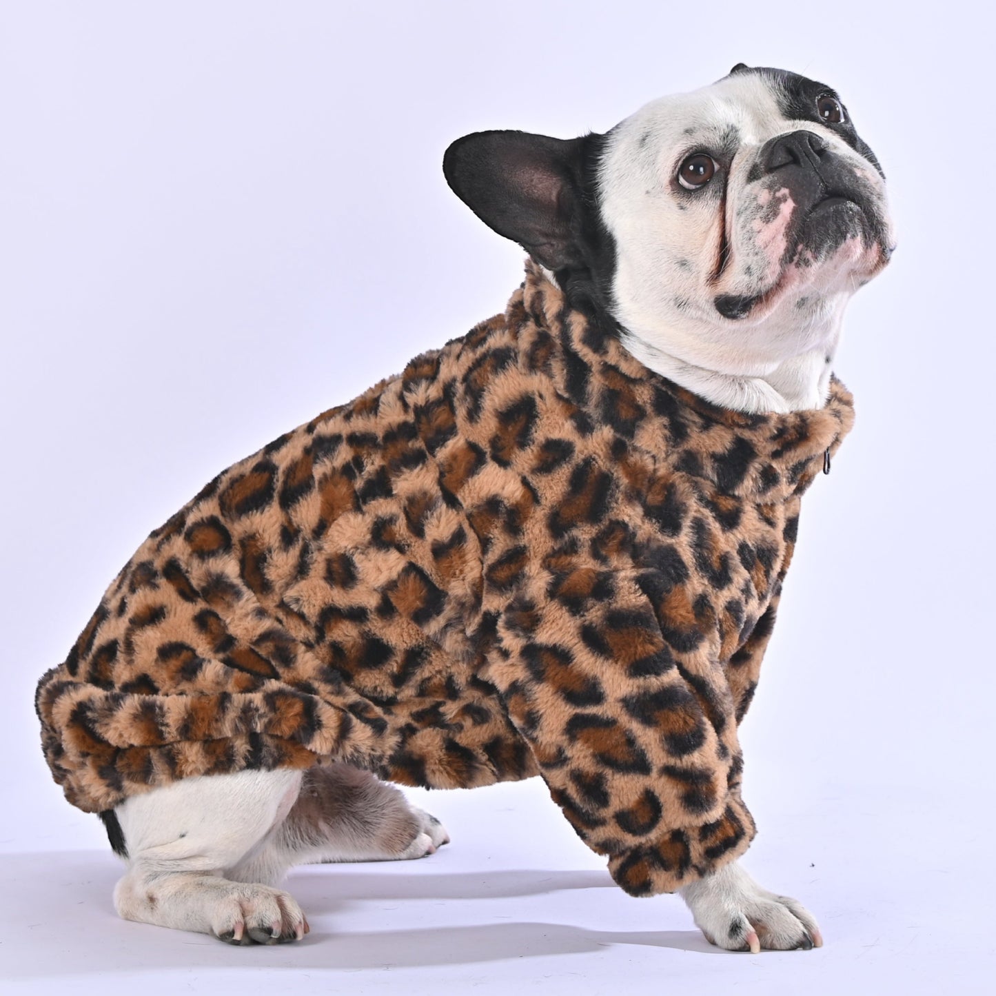 Leopard Sweater for french bulldog