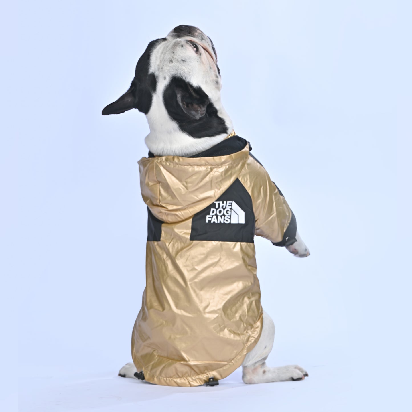 Frenchie Face Raincoat