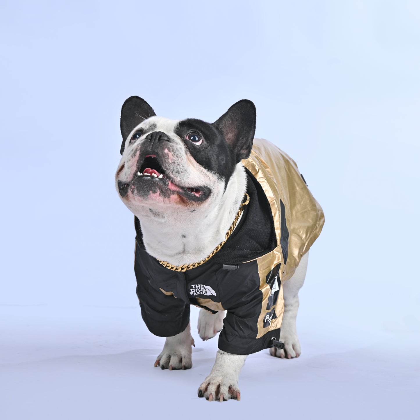 Frenchie Face Raincoat