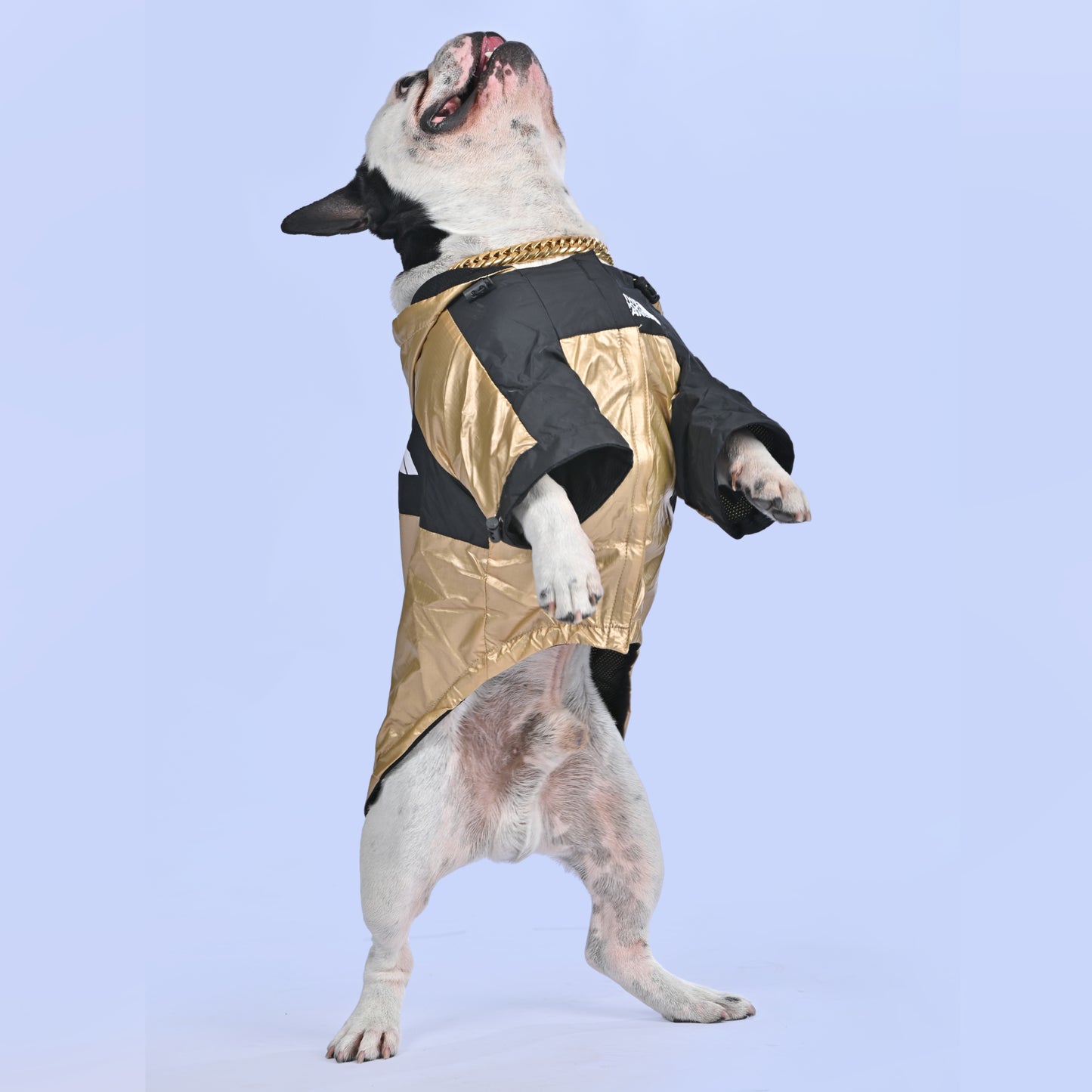 Frenchie Face Raincoat